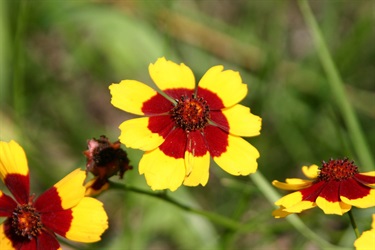 Arrowhead Park Flower 2