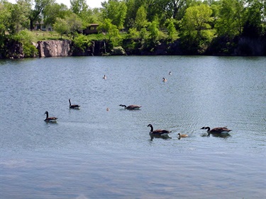 Arrowhead Park Geese