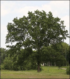 Northern Pine Oak