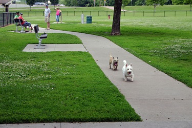 Spencer Park Dogs