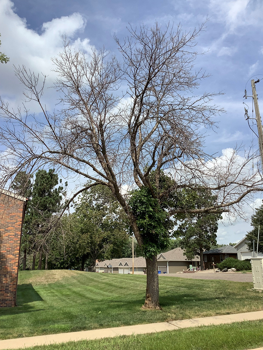 Ash tree showing end stage of emerald ash infestation