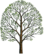 Cartoon of nicely shaped tree